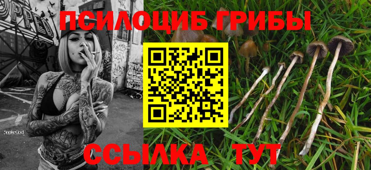 Галлюциногенные грибы Psilocybine cubensis  Вход с VPN  Набережные Челны 