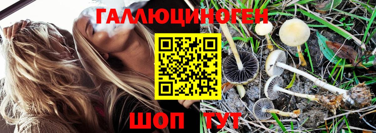 Псилоцибиновые грибы Psilocybe Набережные Челны